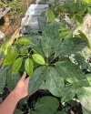 Schefflera sp. Sarawak #1