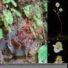 Begonia kanburiensis (Seeds)