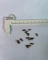 Pandanus sp. Sulawesi (Seeds)