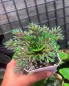 Selaginella iridescens