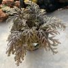 Selaginella sp. Chocolate