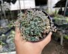 Selaginella sp. Dwarf blue purple