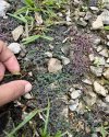 Selaginella sp. Dwarf blue purple