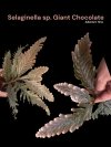 Selaginella sp. Giant Chocolate