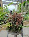 Selaginella sp. Red purple