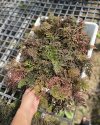 Selaginella sp. Red purple