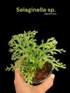 Selaginella sp.