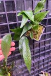Selliguea sp.