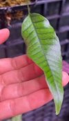 Selliguea sp.