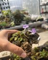 Sinningia pusila 'baby ferret'