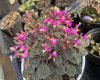 Sonerila dongnathamensis