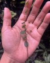 Sphyrospermum buxifolium