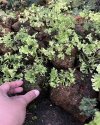Stone with Fern