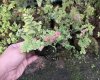 Stone with Fern