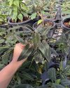 Syngonium rayii