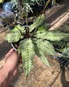 Tactaria hilocarpa