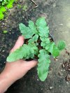 Tactaria zeylanica