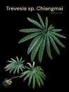 Trevesia sp. Chiangmai