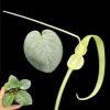 Typhonium sp. Loei