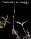 Typhonium sp. Lopburi