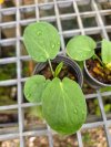 Typhonium sp. Phitsanulok