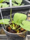 Typhonium sp. Phitsanulok