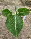 Typhonium varians