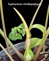 Typhonium viridispathum