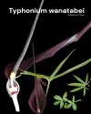 Typhonium wanatabei
