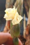 Zingiber sp.