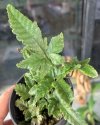 Fern (No id.)