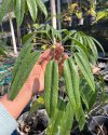 Schefflera poomae