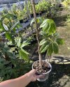 Schefflera poomae