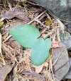 Typhonium sp. Loei #2