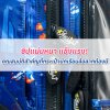 ซิปแน่นหนา แข็งแรง! คุณสมบัติสำคัญที่กระเป๋านักเรียนล้อลากต้องมี ซิปแน่นหนา แข็งแรง! คุณสมบัติสำคัญที่กระเป๋านักเรียนล้อลากต้องมี