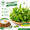 Holy Basil - 500g.