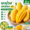 มะม่วง – อกร่อง - 1kg