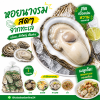 Oyster - 1kg