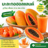 มะละกอ - 1kg