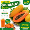 มะละกอ - 1kg