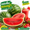 แตงโมซอนญ่า - 1kg