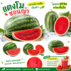 แตงโมซอนญ่า - 1kg