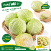 กะหล่ำปลี - 1kg