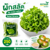 ผักสลัด - 250g