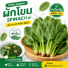 ผักโขม - 1kg