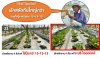 รีวิว พรี-ไอออนิคส์ สูตร P5 สารสกัดอาหารพืช #ไนโตเจนสูง รีวิว พรี-ไอออนิคส์ สูตร P5 สารสกัดอาหารพืช #ไนโตเจนสูง