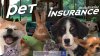 Pet Insurance for Foreigners in Thailand