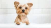 Pet Grooming 101: Everything You Need to Know for a Happy, Healthy Pet