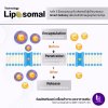 Liposomal Technology นวัตกรรมใหม่ ช่วยนำสารสำคัญส่งถึงเป้าหมาย Liposomal Technology นวัตกรรมใหม่ ช่วยนำสารสำคัญส่งถึงเป้าหมาย