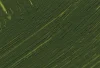 Williamsburg Oil Paints : Earth Green